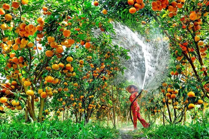 A fruit farm in Tien Giang