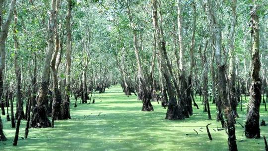 In Tra Su melaleuca forest