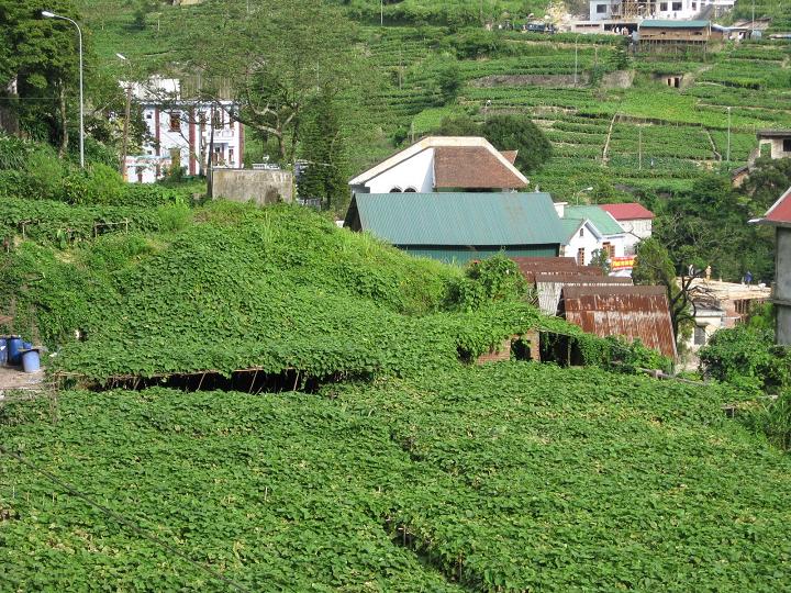 You will see chayote gardens like this everywhere in Tam Dao