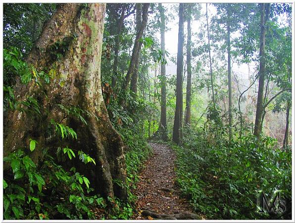 Trek trail in Cuc Phuong national park