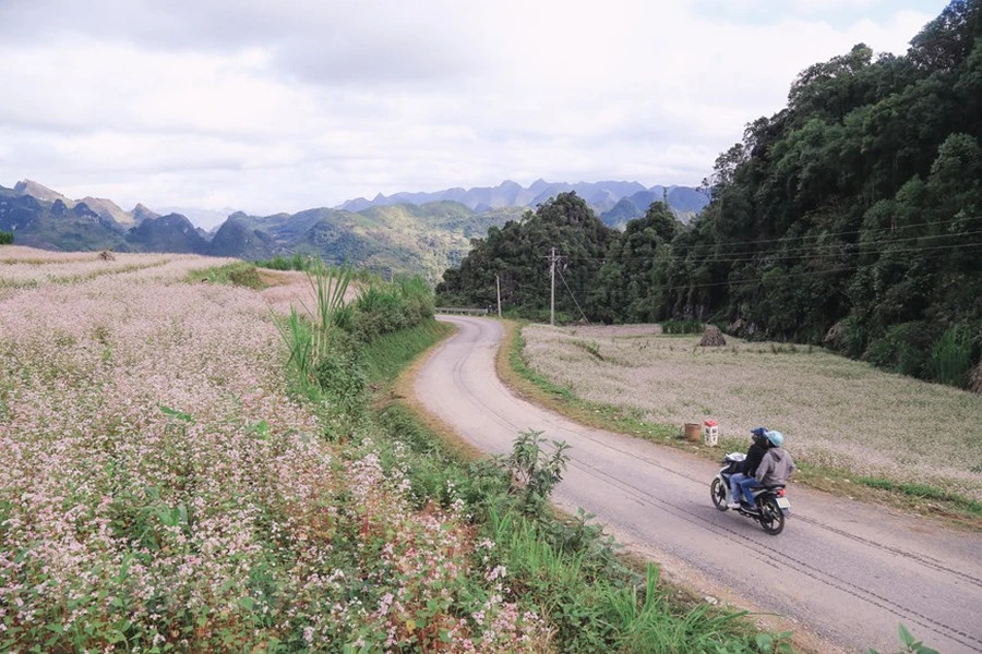 Flower kale field in Ha Giang Vietnam